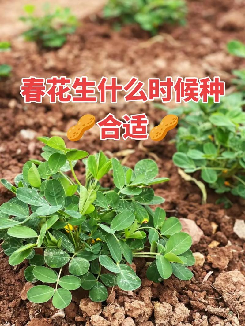 春花生怎么种才高产？管理技巧有哪些？-图1