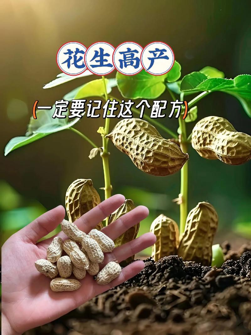 春花生怎么种才高产？管理技巧有哪些？-图2