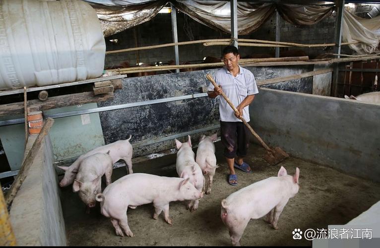 养猪技术视频哪里学？农广天地有妙招！-图2