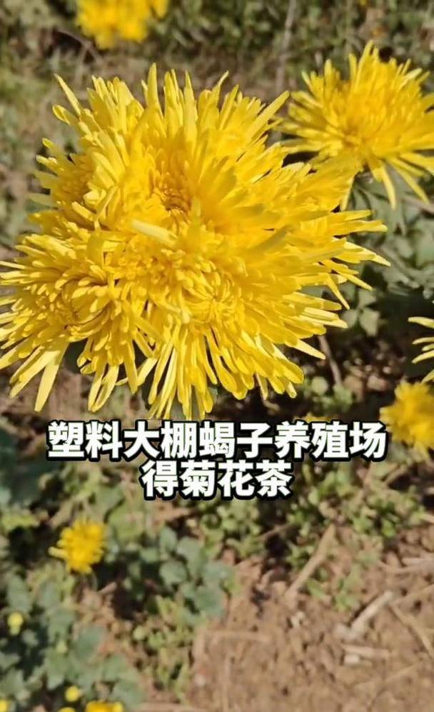 塑料大棚蝎子养殖技术要点有哪些？-图1