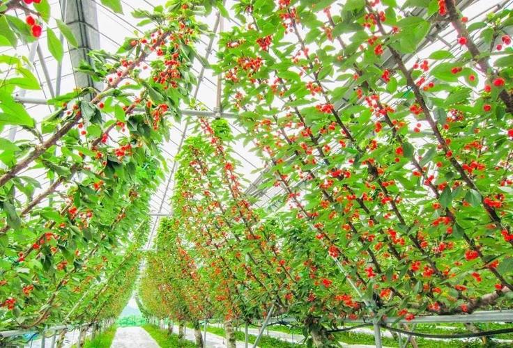 塑料大棚蝎子养殖技术要点有哪些？-图2