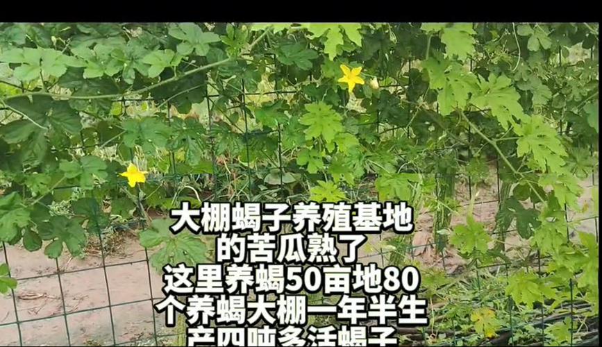 塑料大棚蝎子养殖技术要点有哪些？-图3