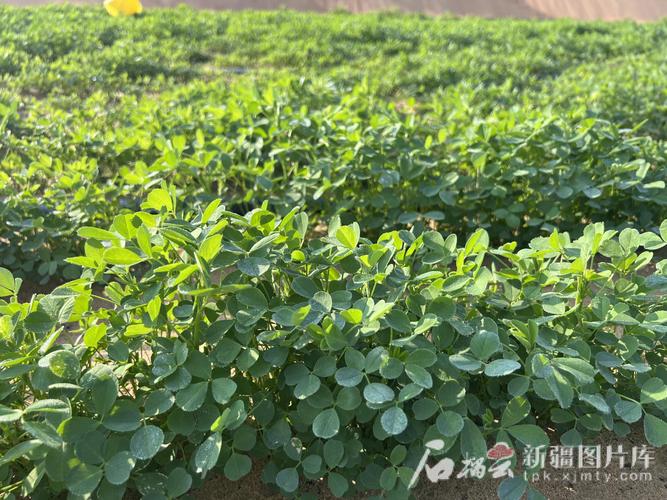 紫花苜蓿怎么种？技术要点有哪些？-图2