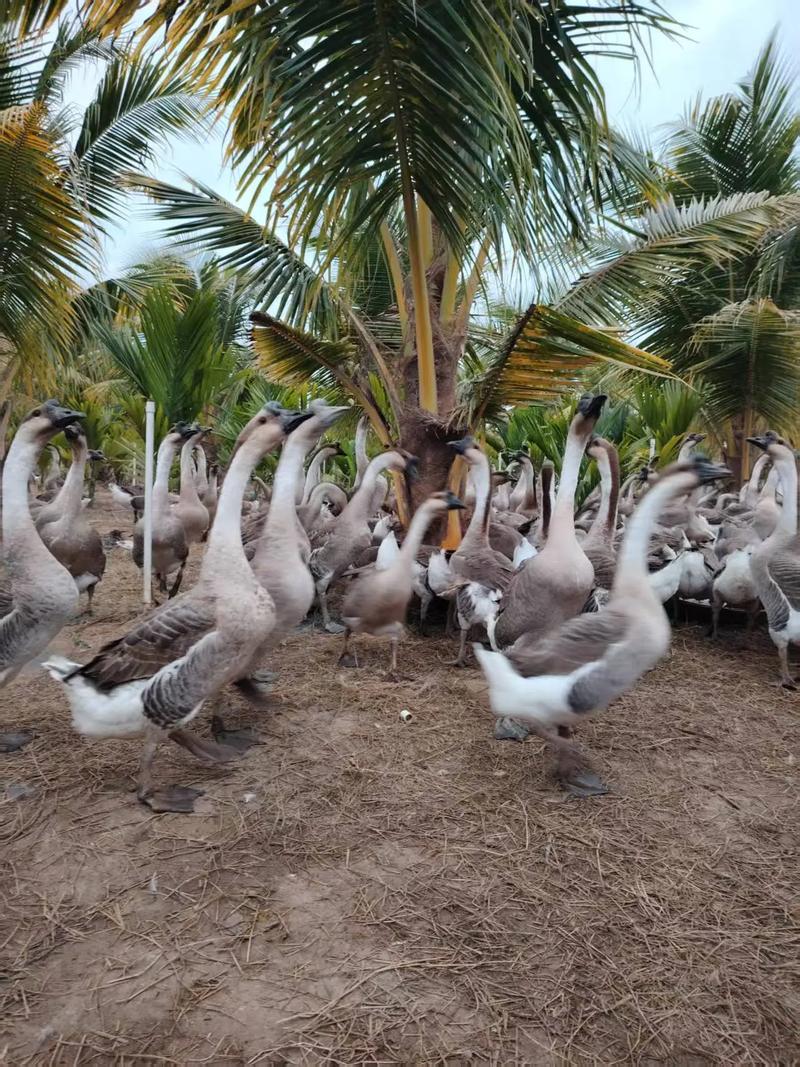 下蛋鹅品种怎么选？高产蛋鹅有哪些？-图1