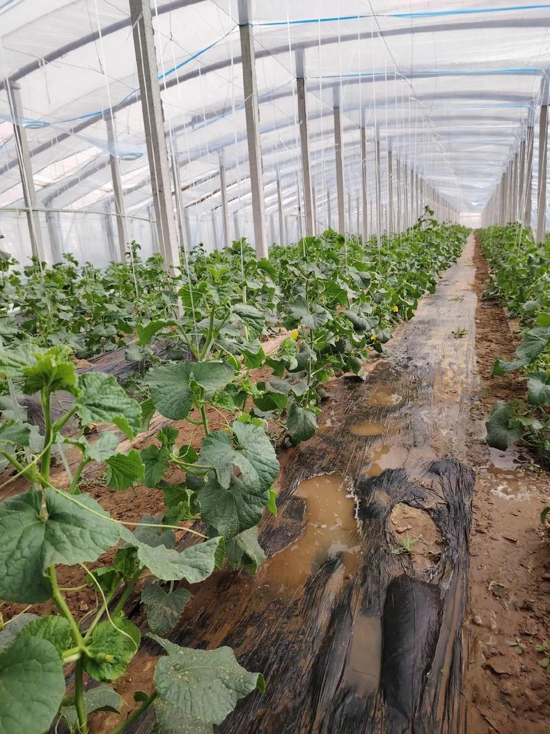 甜瓜种植技术有哪些关键要点？-图2