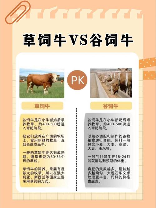 肉牛品种改良，究竟为了啥？-图1