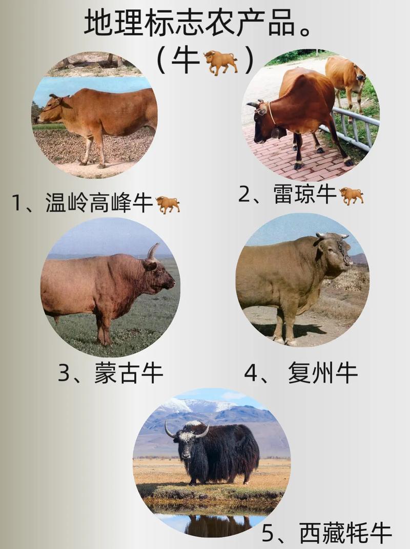 肉牛品种改良，究竟为了啥？-图2