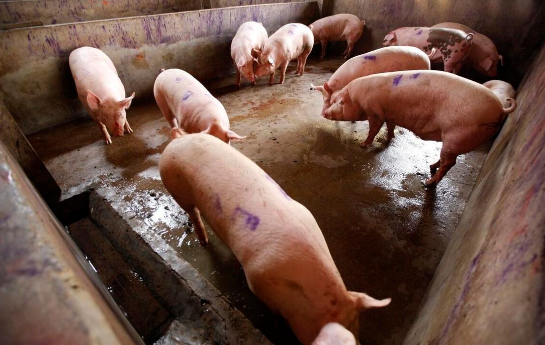 农广天地养猪技术视频有何亮点？-图1