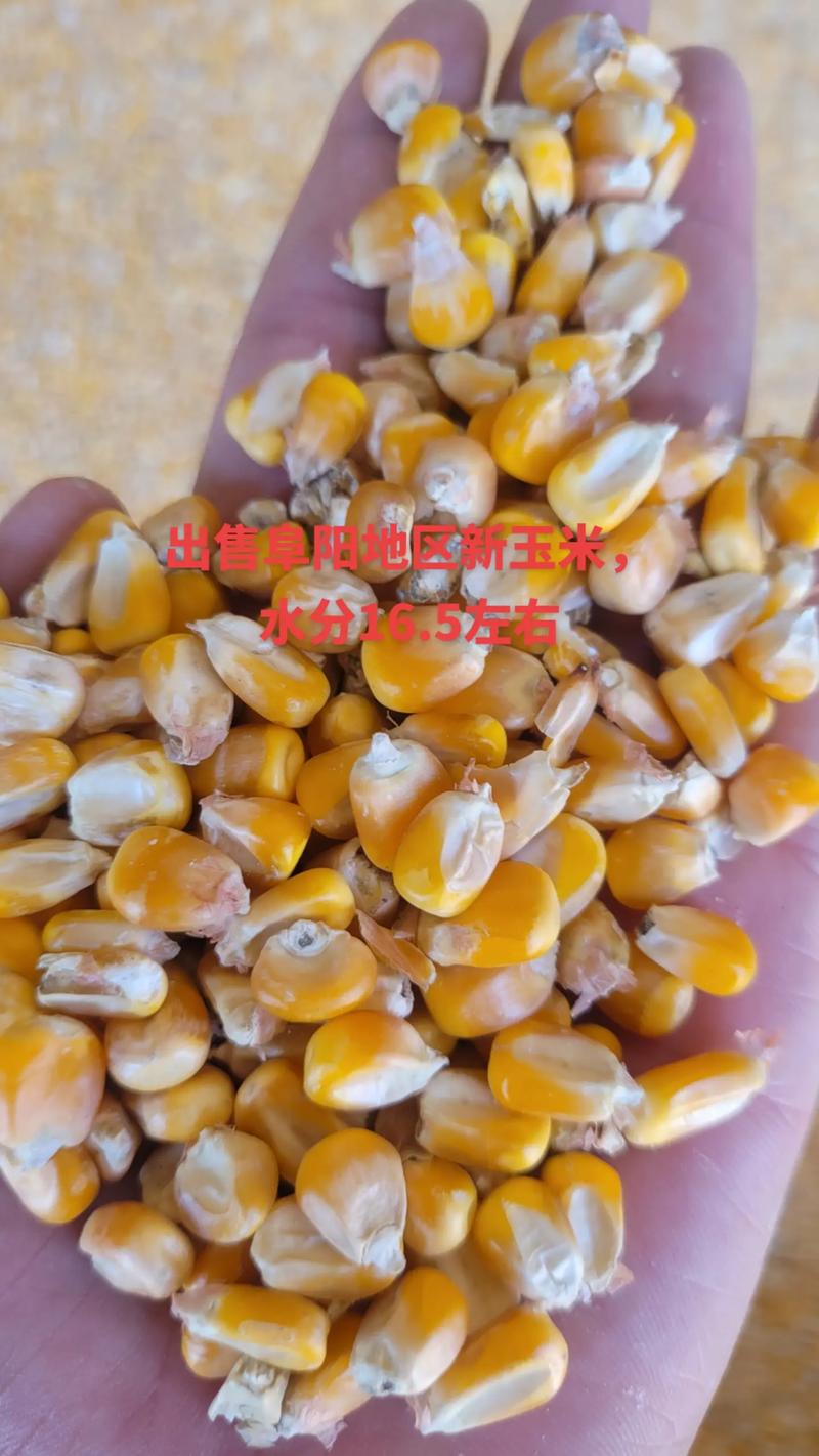 安徽阜阳玉米收购价多少钱一斤？-图1