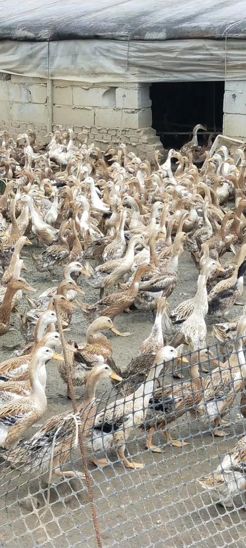 目前最好的蛋鸭品种是哪个？-图2