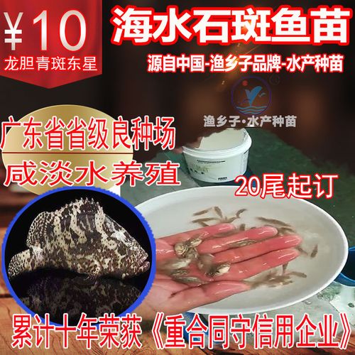 珍珠龙胆石斑鱼苗价格多少？-图1