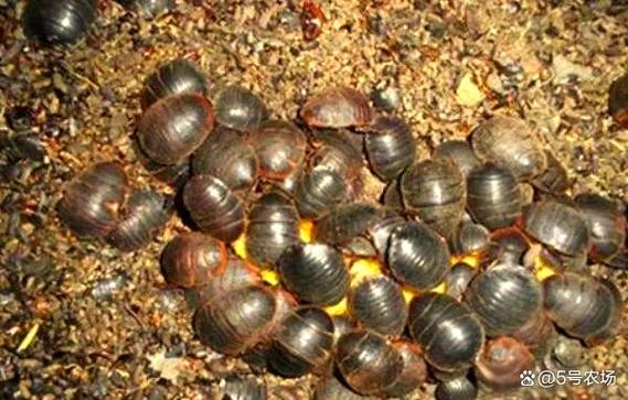 土元养殖技术视频哪里能下载？-图1