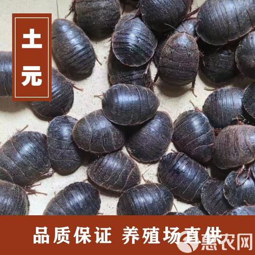 土元养殖技术视频哪里能下载？-图3