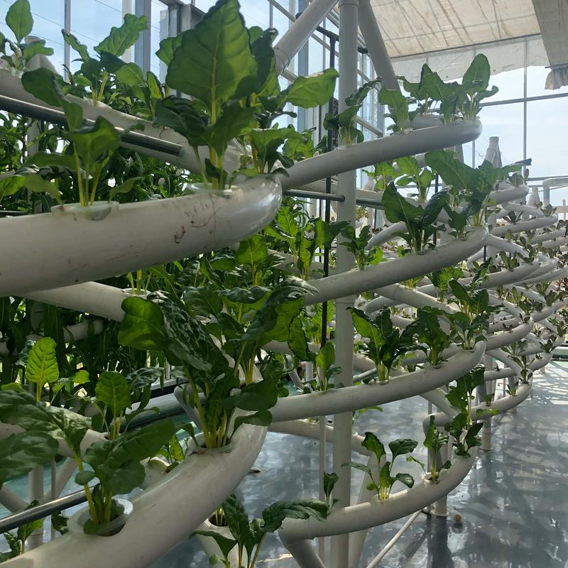 南方蔬菜大棚栽培技术有哪些要点？-图2