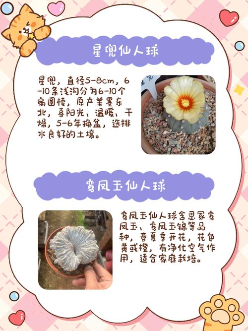 哪些仙人球品种最珍稀？-图1