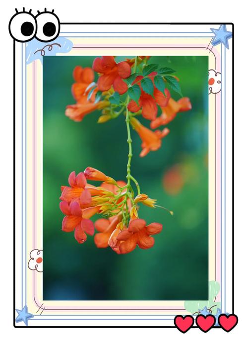 凌霄花哪个品种最好？-图2