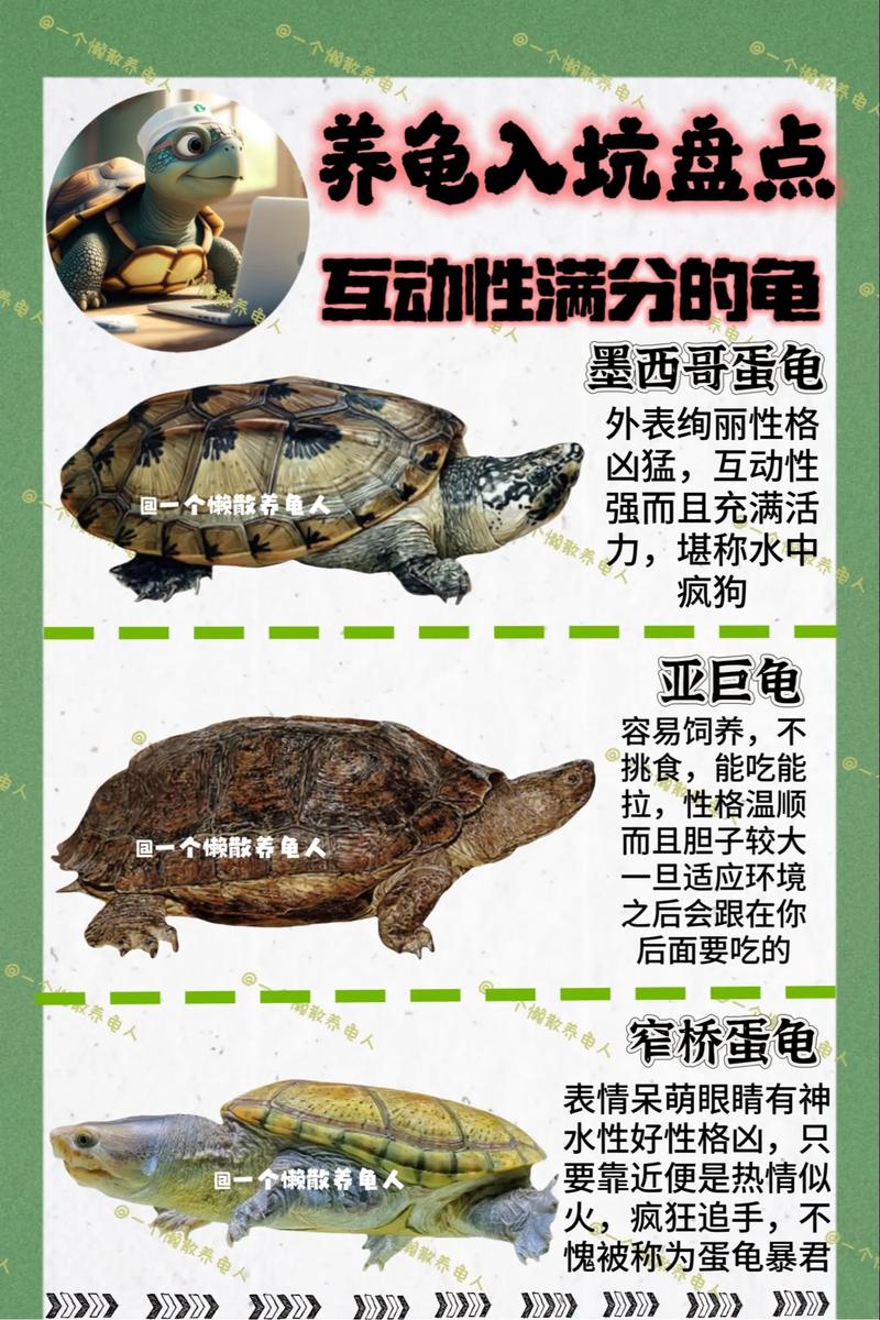 养龟选什么品种最赚钱？-图1