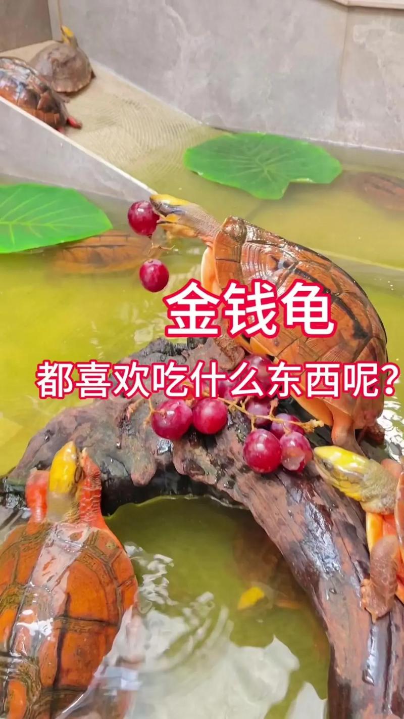 养龟选什么品种最赚钱？-图2