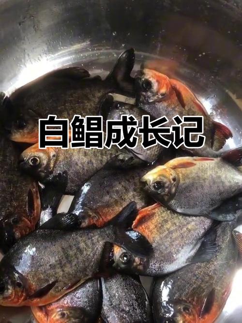 淡水白鲳鱼养殖技术要点有哪些？-图1