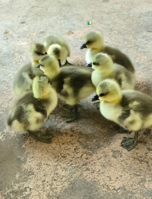 国外哪种鹅品种产蛋量最多？-图2