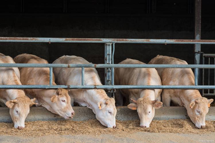 哪种牛品种最好吃？-图1