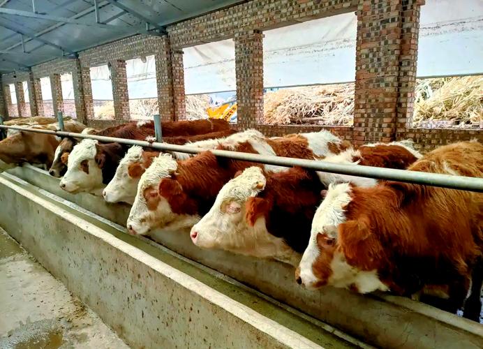 哪种牛品种最好吃？-图2