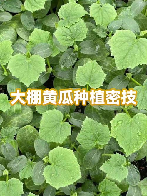 早春黄瓜咋种？视频教你关键技术-图3