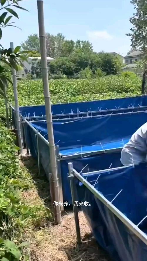 大棚无土养黄鳝，技术要点有哪些？-图2