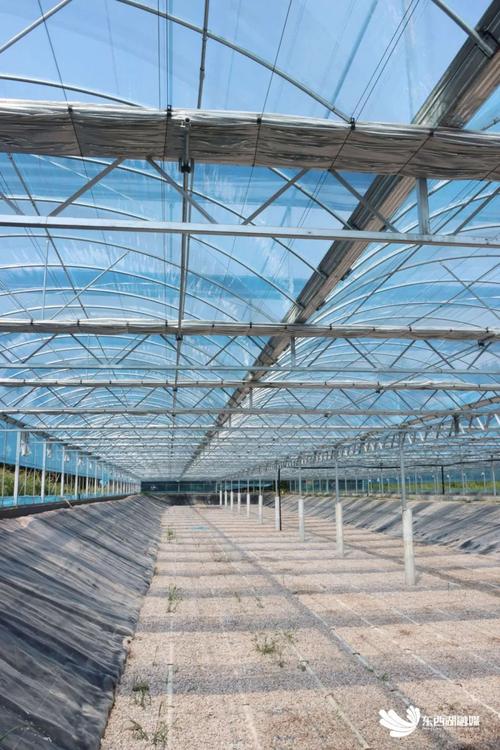 大棚无土养黄鳝，技术要点有哪些？-图1