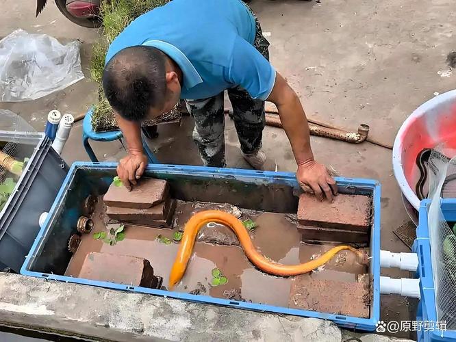 大棚无土养黄鳝，技术要点有哪些？-图3