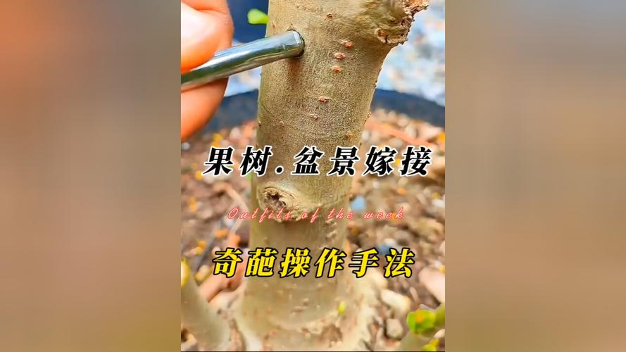 盆景果树嫁接技术视频，新手必看？-图2
