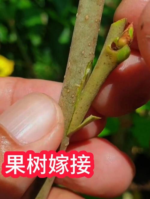 盆景果树嫁接技术视频，新手必看？-图1