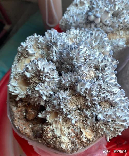 杏鲍菇种植技术视频怎么学？-图2