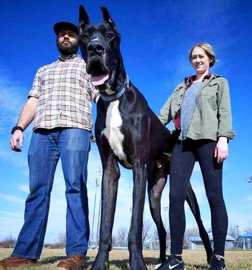 最大肉狗品种是哪个？-图1