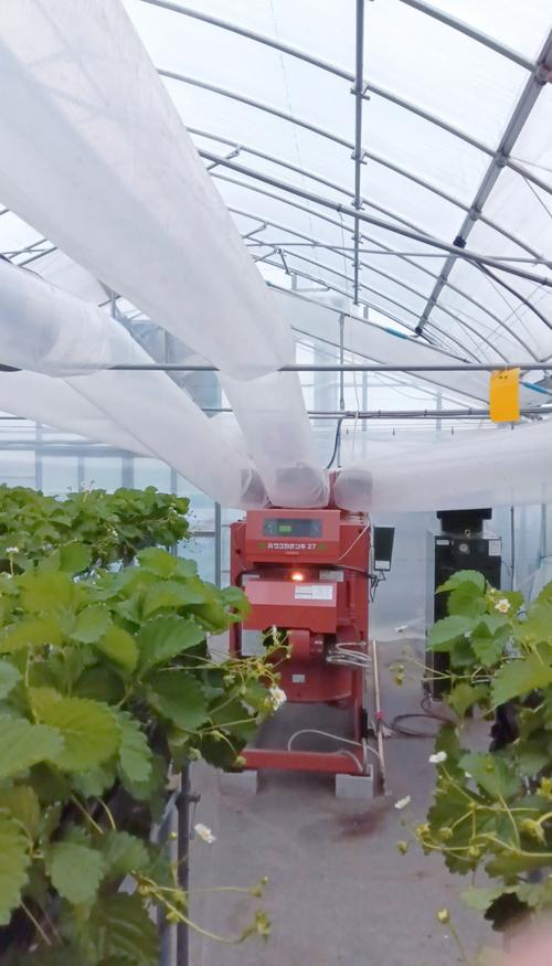 草莓大棚种植技术有哪些要点？-图3