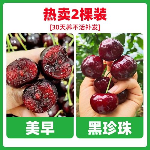 郴州美早樱桃苗品种如何？-图2