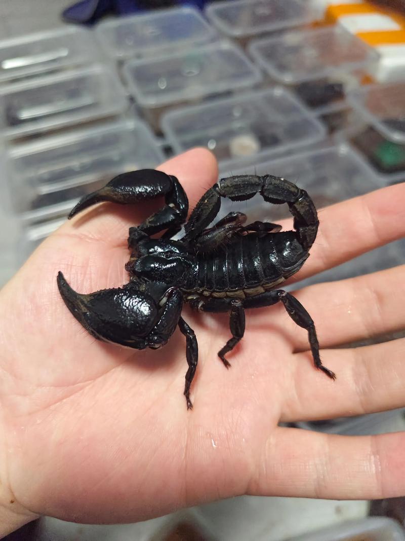什么蝎品种最适合新手饲养？-图1