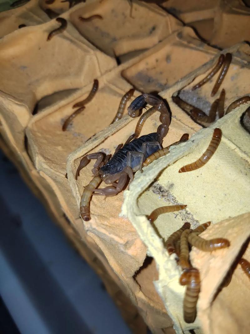 什么蝎品种最适合新手饲养？-图3