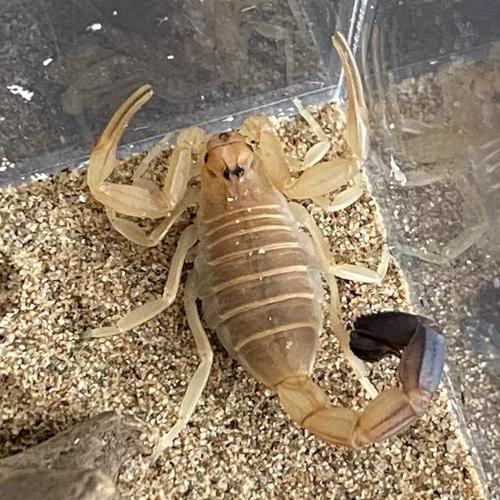 什么蝎品种最适合新手饲养？-图2