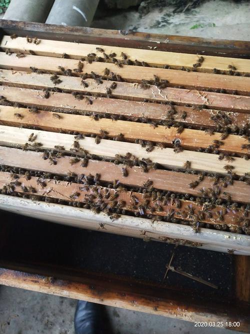 中蜂品种图片及价格多少？-图1