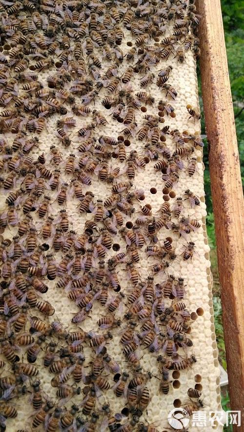 中蜂品种图片及价格多少？-图2