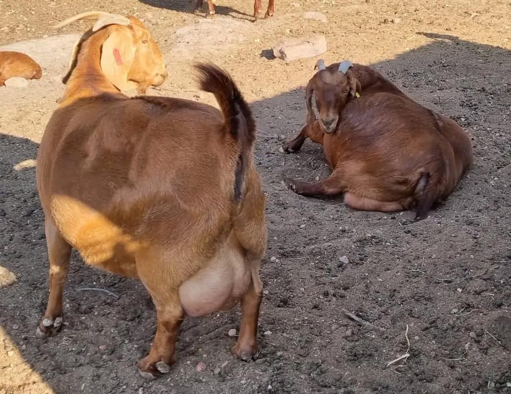 波尔山羊养殖技术有哪些关键要点？-图1