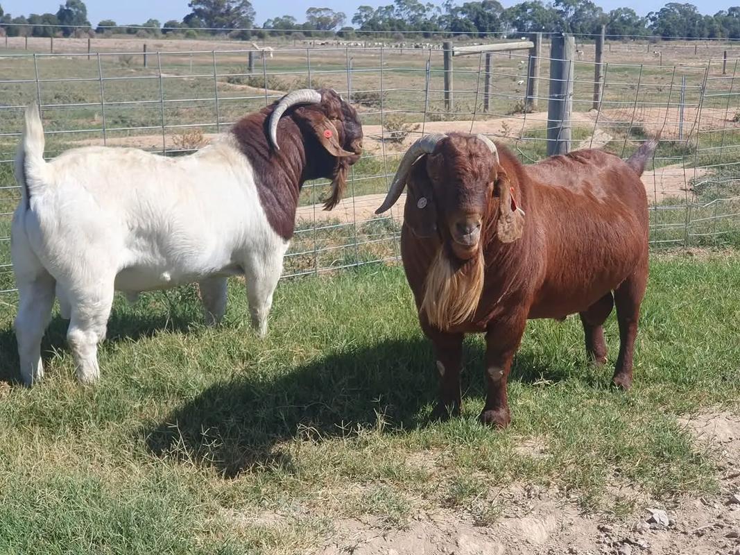 波尔山羊养殖技术有哪些关键要点？-图3