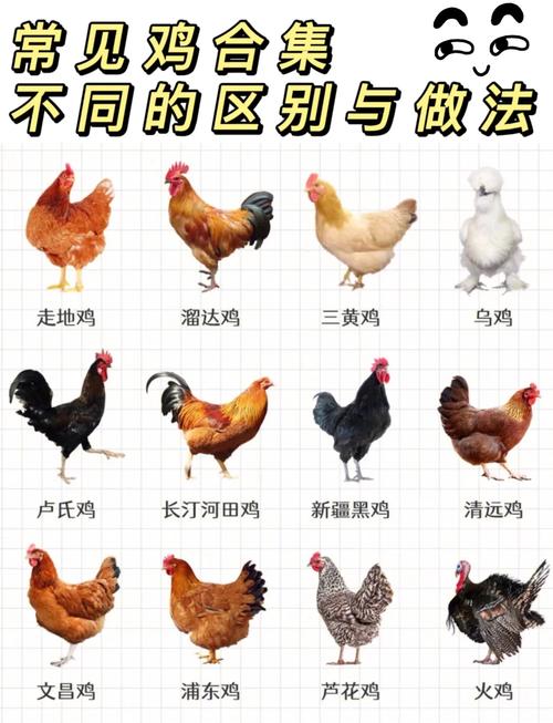 我国优质家鸡品种有哪些？-图2