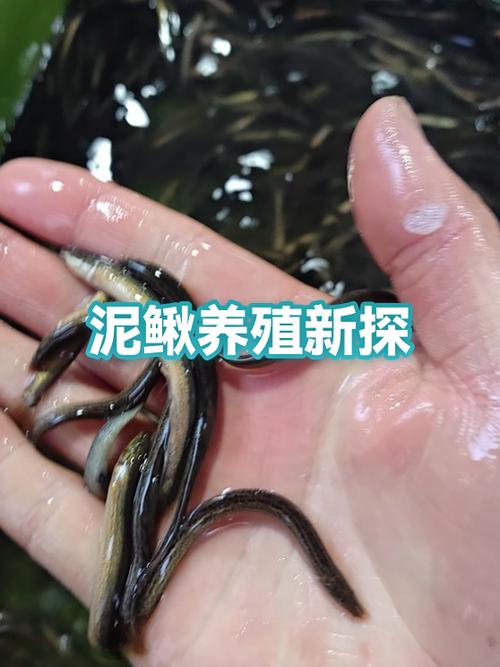 泥鳅网箱养殖技术视频要点有哪些？-图2