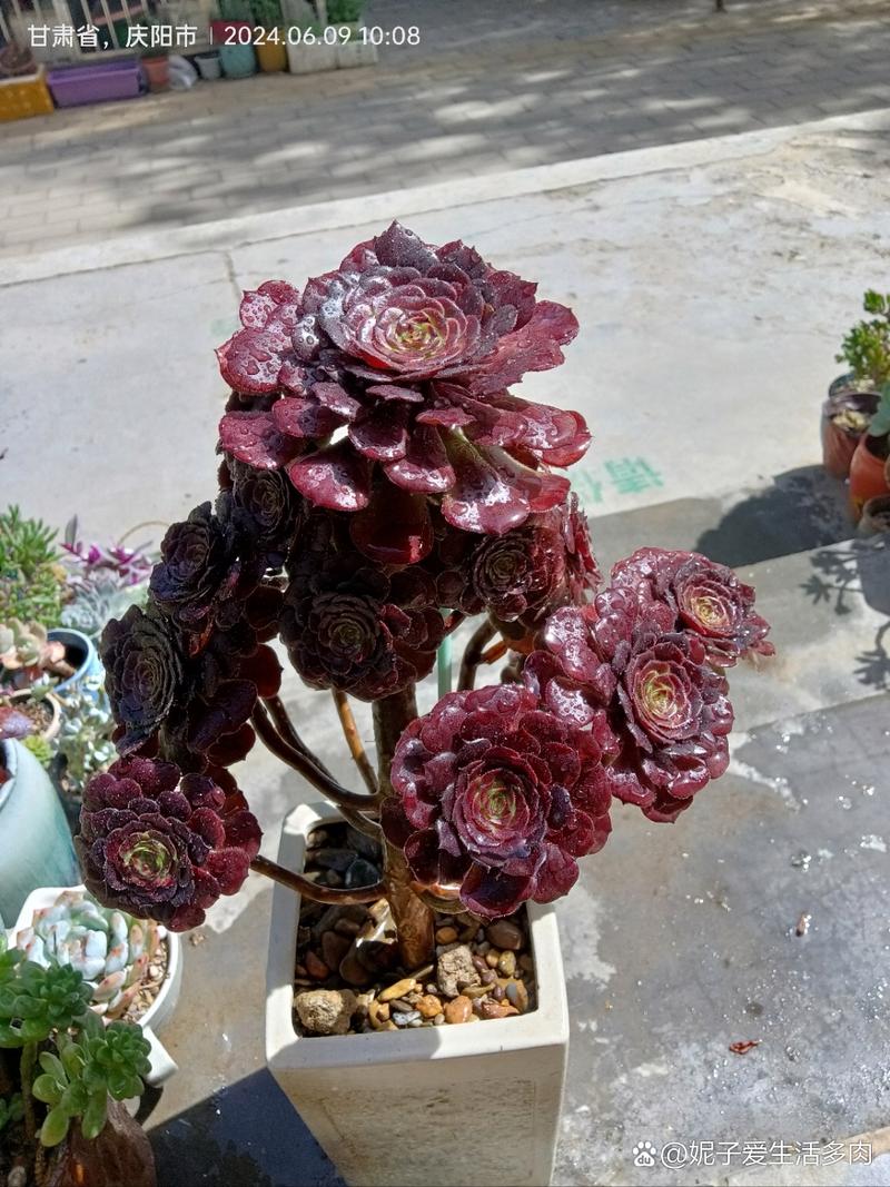 多肉黑法师品种有哪些？-图2