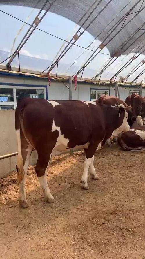 山东鲁西黄牛牛犊价格多少钱一头？-图1