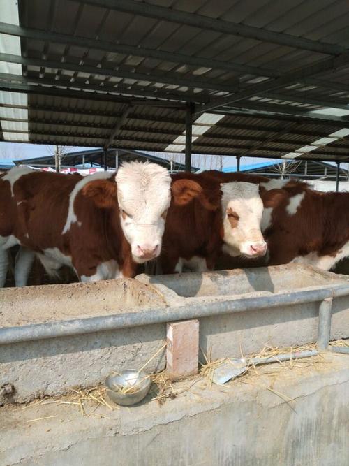 山东鲁西黄牛牛犊价格多少钱一头？-图2