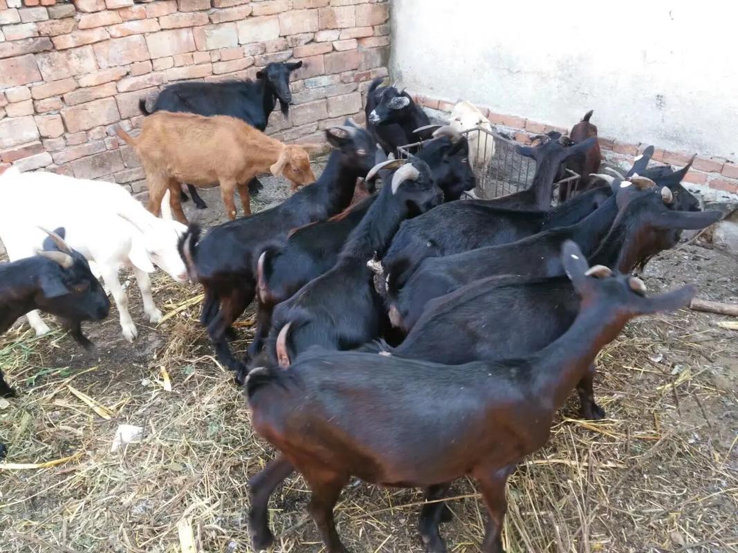 黑白羊是哪个品种？-图1