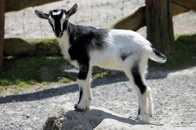 黑白羊是哪个品种？-图2